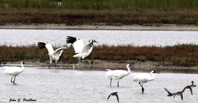 Five Whoopers