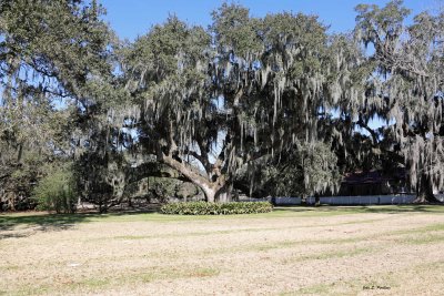 Majestic Live Oak