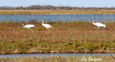 Whooping Crane Family