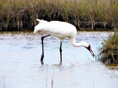 Whooping Crane Caught A Crab