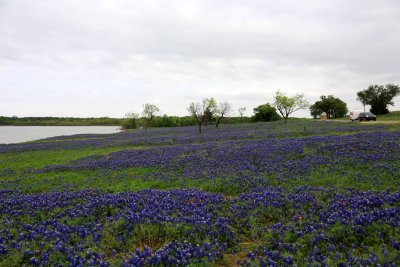 Texas Bluebonnets with a few Indian Paintbrush