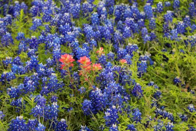 Texas Bluebonnets and Indian Paintbrush.