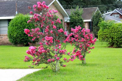 Angie's Crape Myrtle Trees