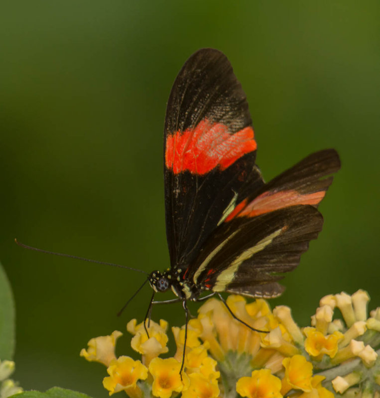 _DSC9650.jpg