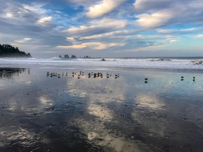First Beach, La Push