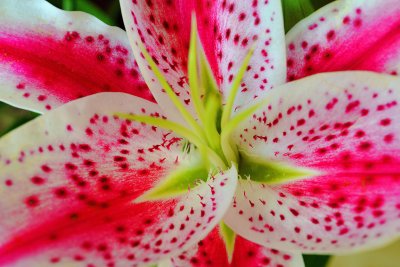 Flower 1.jpg