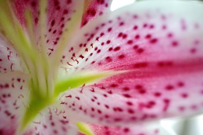 Flower 2.jpg