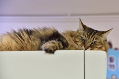 TRIAL SHOT @ CAT CAFE
