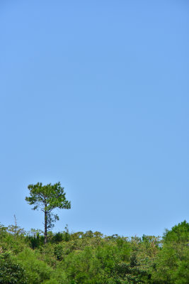 DSC_4654_1s.jpg