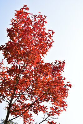 DSC_4995_1s.jpg