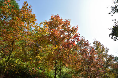 DSC_5005_1s.jpg