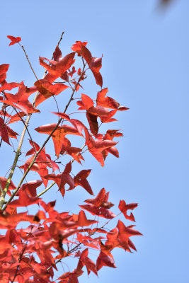 Speed Visit to Ho Pui Reservoir & Tai Tong Sweet Gum Woods