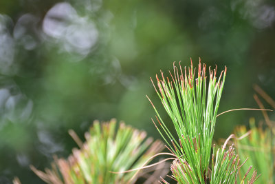 DSC_5545s.jpg