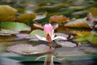 DSC_5705s.jpg