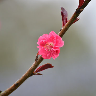 DSC_6161s.jpg
