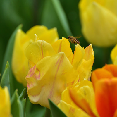 DSC_6233s.jpg