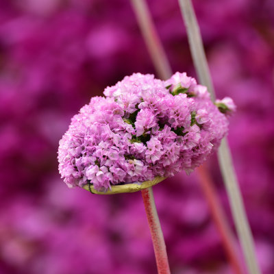 DSC_6252s.jpg