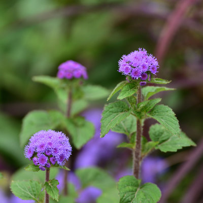 DSC_6282s.jpg