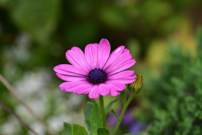 DSC_6286s.jpg