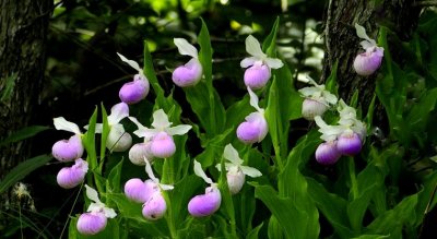 Lady Slippers