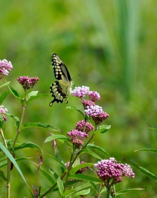 _DSC0003.jpg
