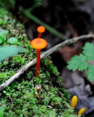 _DSC9440-crop.jpg