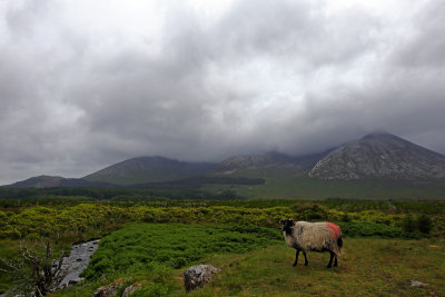 Connemara national park 20170613_84.jpg