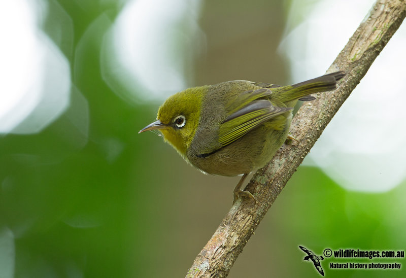 Slender-billed White-eye 7306.jpg