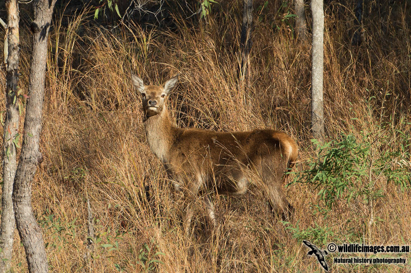 Red Deer 9476.jpg