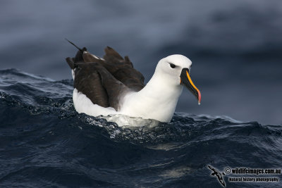 Yellow-nosed Albatross 5042.jpg