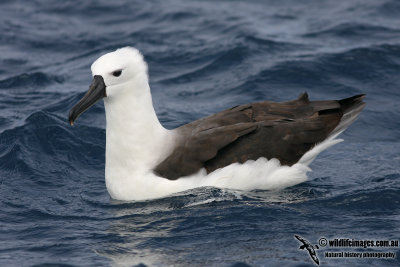 Yellow-nosed Albatross 5070.jpg