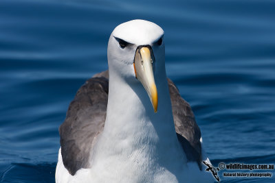 Shy Albatross 8845.jpg