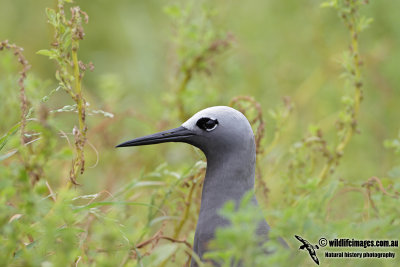 Lesser Noddy 6412.jpg