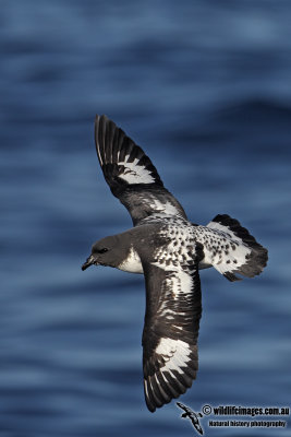 Fulmars, Petrels and Prions