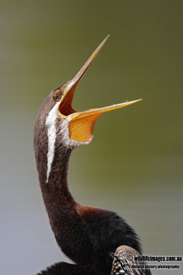 Australian Birds