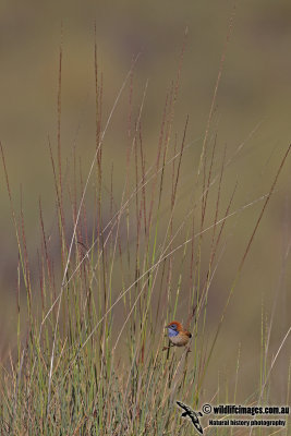 Rufous-crowned Emu-wren 6692.jpg