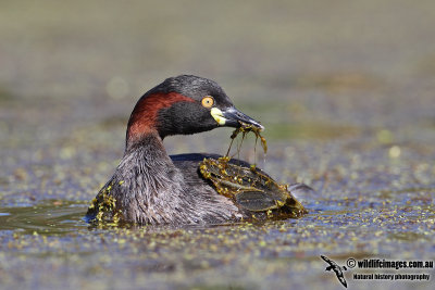 Australasian Grebe