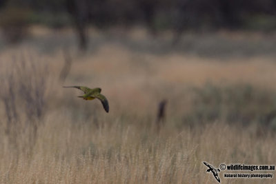 Night Parrot - Pezoporus occidentalis 