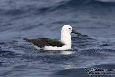 Yellow-nosed Albatross 5073.jpg
