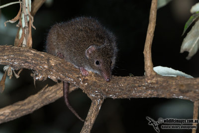 Tasmanian Dusky Antechinus