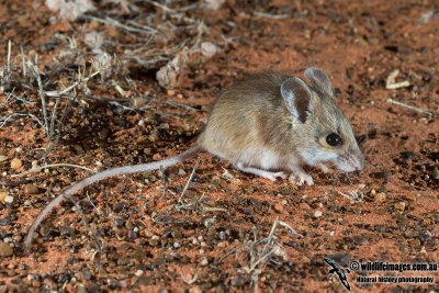 Sandy Inland Mouse