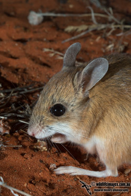 Spinifex Hopping-Mouse 2569.jpg