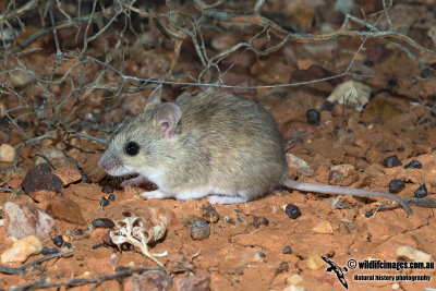 Desert Short-tailed Mouse
