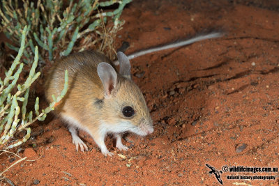 Spinifex Hopping-Mouse 2591.jpg