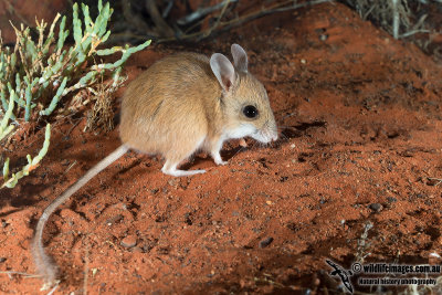 Spinifex Hopping-Mouse 2614.jpg