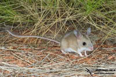 Spinifex Hopping-Mouse 4915.jpg