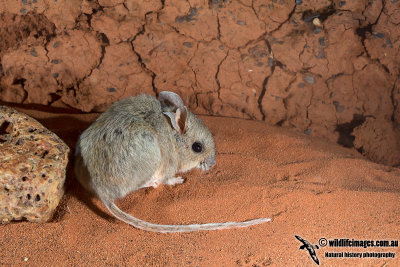 Plains Mouse 2618.jpg