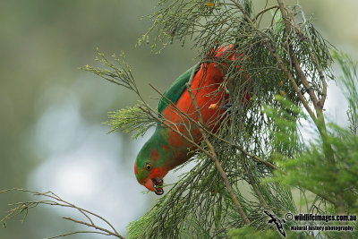 King Parrot 9306.jpg