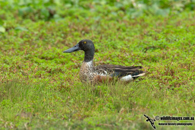 Northern Shoveler 8399.jpg