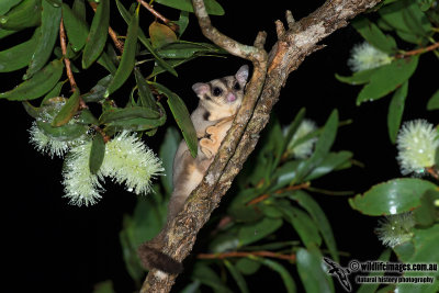 Sugar Glider 7673.jpg